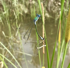 Lestes dryas