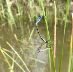 Lestes dryas
