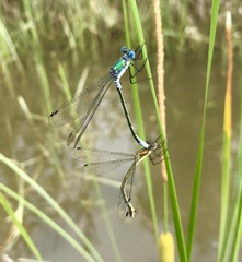 Lestes dryas
