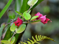 Aeschynanthus hians
