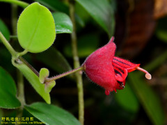 Aeschynanthus hians