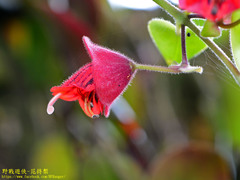 Aeschynanthus hians