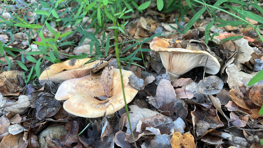 Lactarius alnicola · December 2025 · photo: © heatherliz (iNaturalist, cc0)