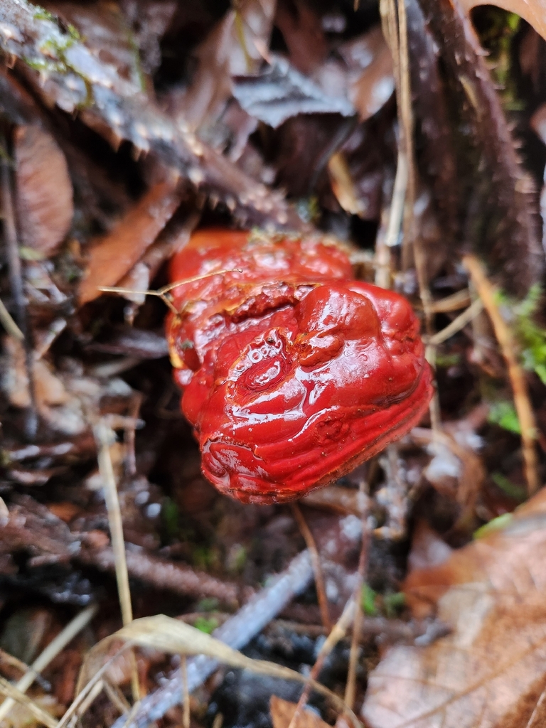 Ganoderma oregonense · December 2025 · photo: © jeffreyleeisanaturalist (iNaturalist, cc-by)
