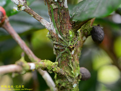Taeniophyllum pusillum