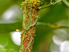 Taeniophyllum pusillum