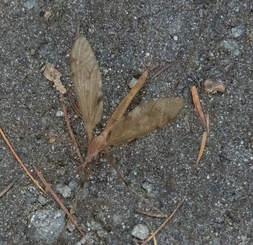 Unknown species found near East Hardwick, Hardwick, VT 05836, USA
