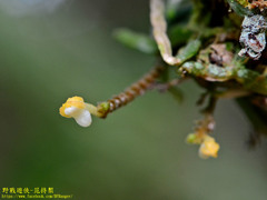 Taeniophyllum pusillum