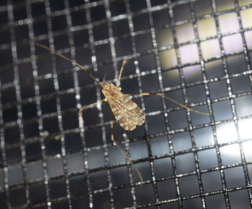 Unknown species found near Calais, VT, USA