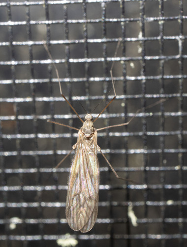 Unknown species found near Calais, VT, USA