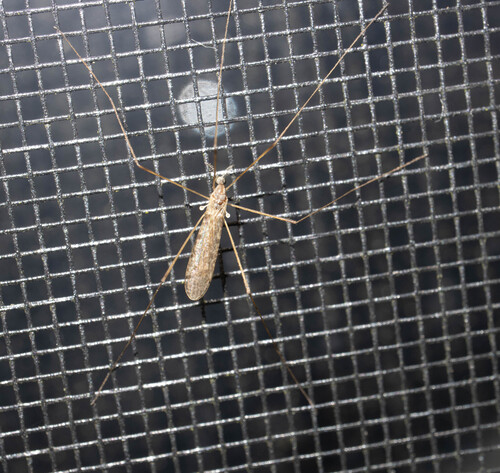 Unknown species found near Calais, VT, USA