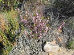 Agathosma pungens