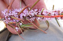 Agathosma pungens