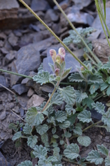 Scutellaria linczewskii