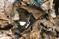 Papilio iswara