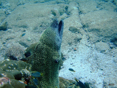 Neopomacentrus miryae