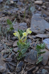 Scutellaria linczewskii