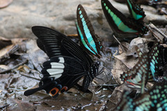Papilio iswara