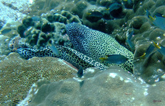 Neopomacentrus miryae