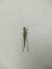 Conocephalus longipes