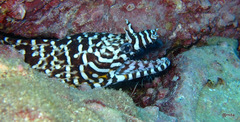 Enchelycore pardalis