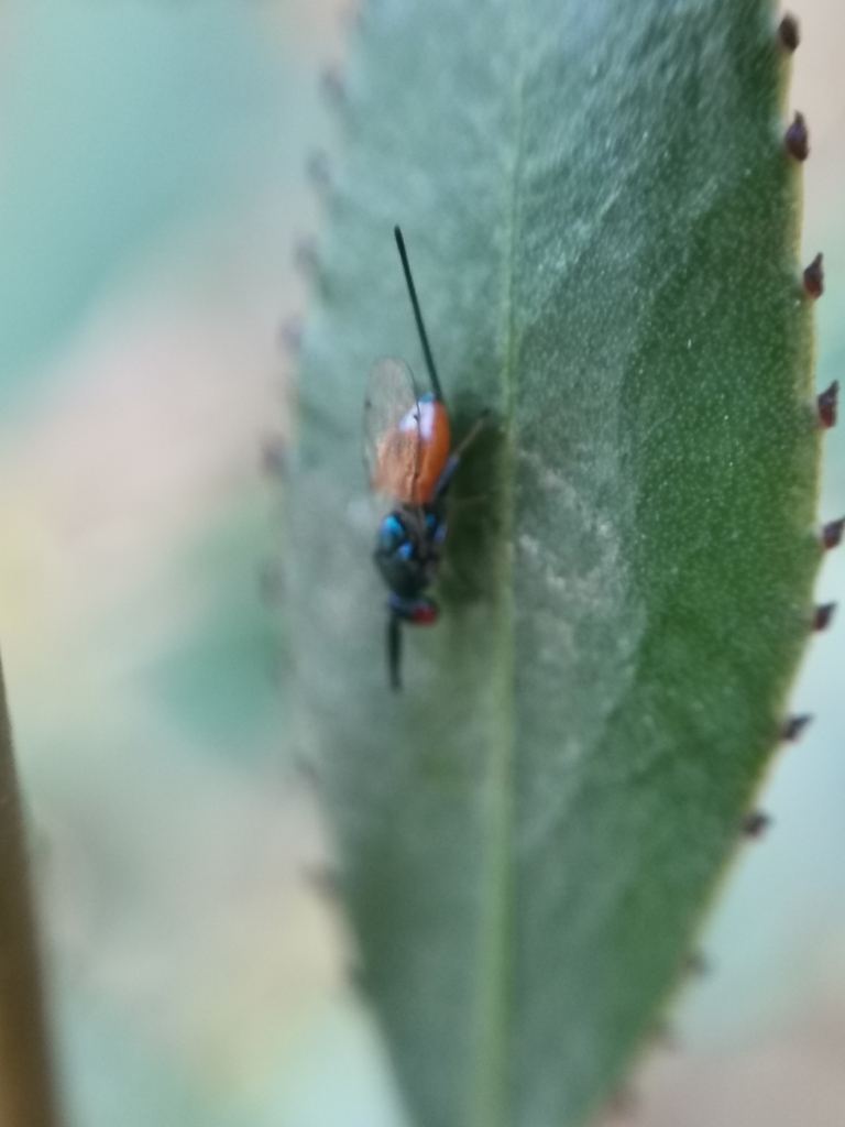 Torymus laetus