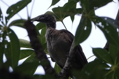 Philemon buceroides yorki