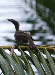 Philemon buceroides yorki