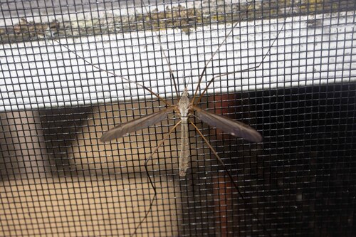 Unknown species found near Washington, Vermont, United States