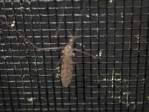 Unknown species found near Calais, VT, USA