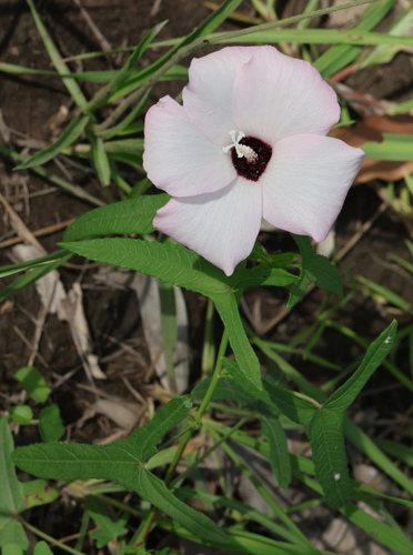 Abelmoschus moschatus, photograph 6