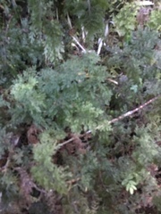 Thuidium peruvianum