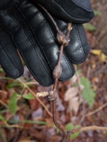 Unknown species found near Groton, VT, USA