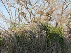 Emberiza personata