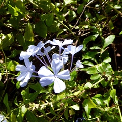 Plumbago auriculata
