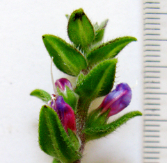 Lobostemon stachydeus