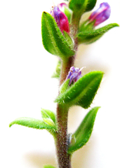 Lobostemon stachydeus