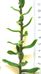 Lobostemon stachydeus