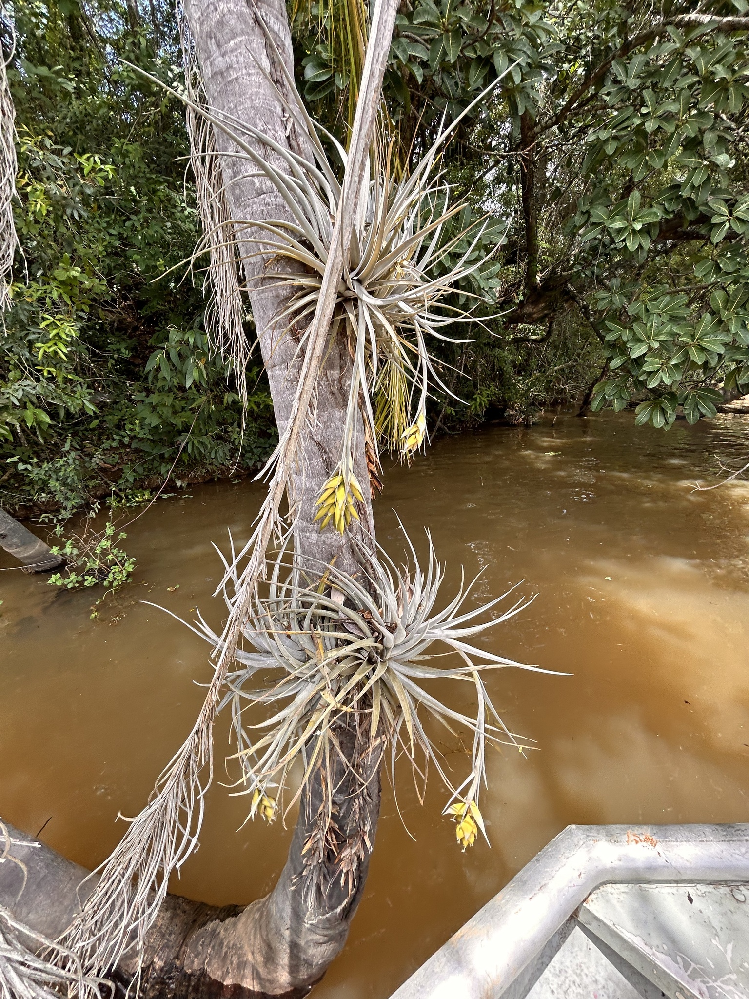 Tillandsia pohliana