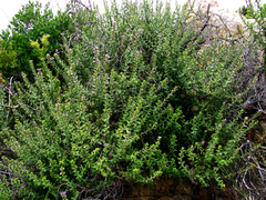 Lobostemon stachydeus