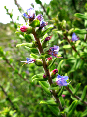 Lobostemon stachydeus