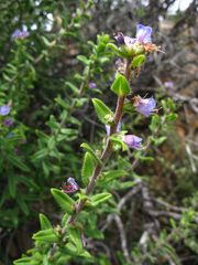 Lobostemon stachydeus
