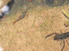 Macrobrachium laevis