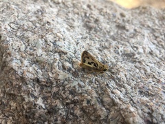 Hylephila fasciolata