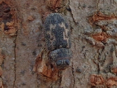 Anacypta