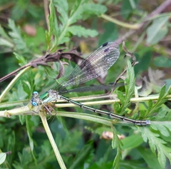 Lestes japonicus