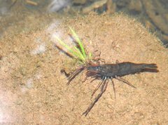 Macrobrachium laevis