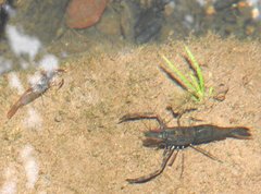 Macrobrachium laevis