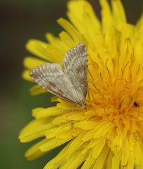 Udea decrepitalis