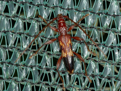 Coptocercus aberrans